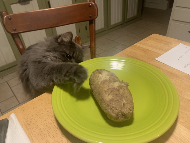 Oc my cat protecting me from dinner