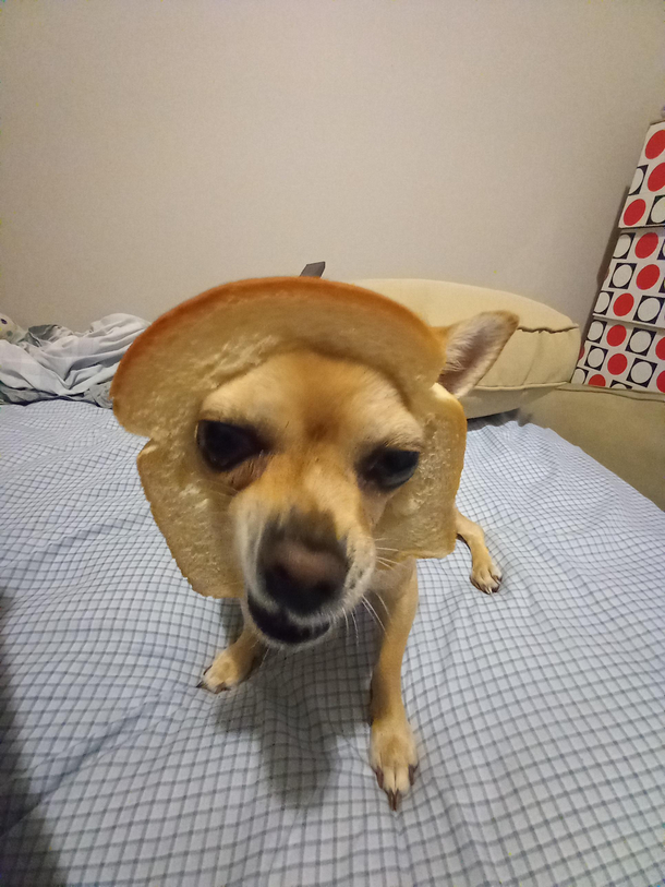 OC Run its the Bredator