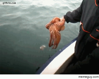 Octopus hiding from fisherman