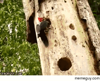 Of all things that could happen to a woodpecker