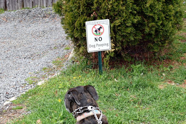 Of course dogs can read