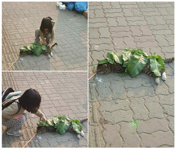 Oh come on litter human lets me peacefully bask in the sun - Meow said Why I love Vietnamese