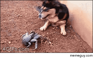 OH Crab You are my BEST friend
