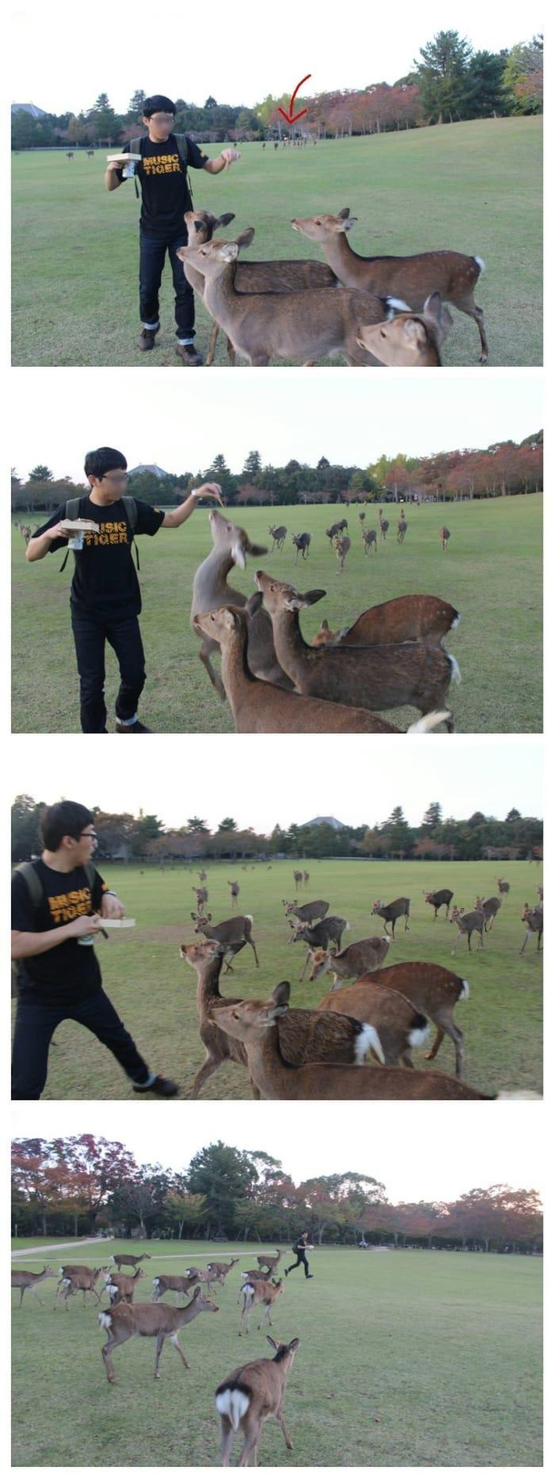 Oh deer