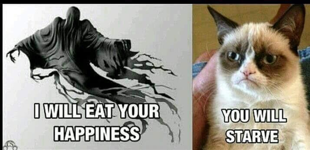 Oh Grumpy cat 