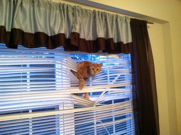 Oh Hai
