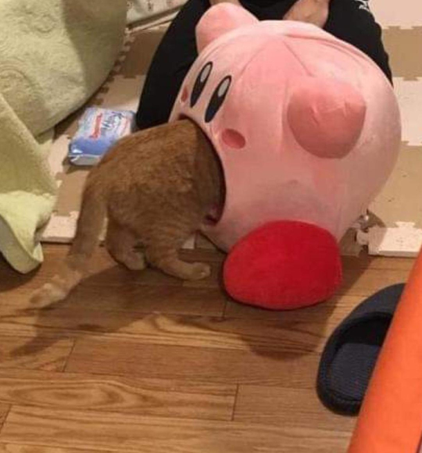 Oh kirby nooooo