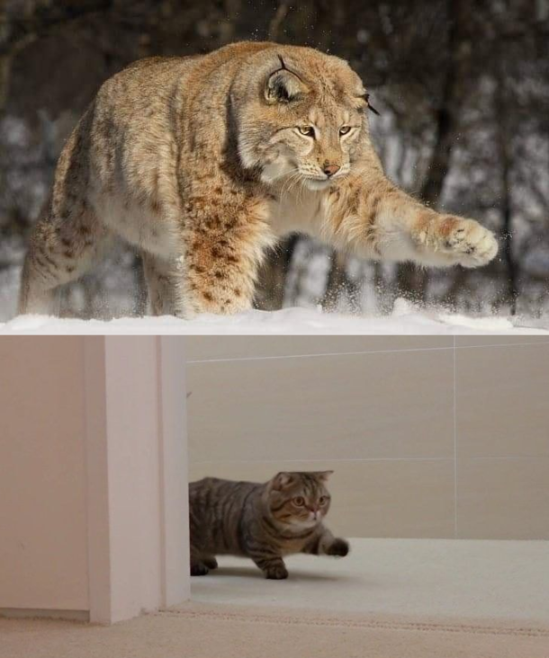 Oh lawd he coming