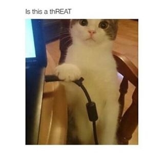 Oh My Cat Threats Me