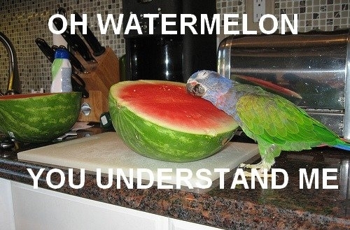 Oh watermelon