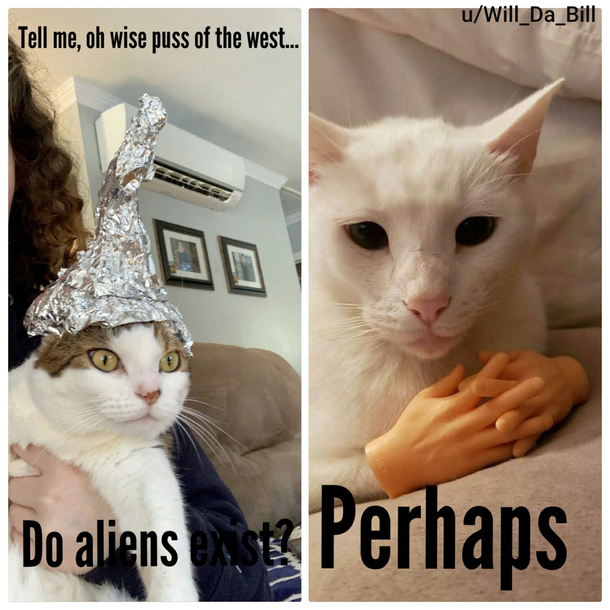 Oh wise puss of the west
