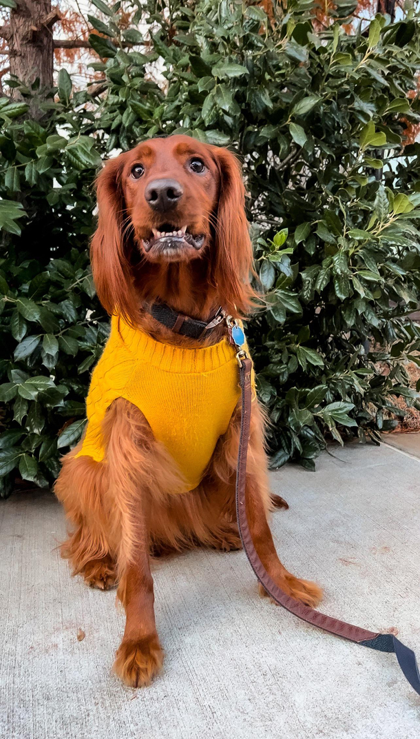 Oh you know just your average Irish Setter in a sweater
