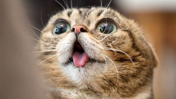 Ohh funny cat looked at you