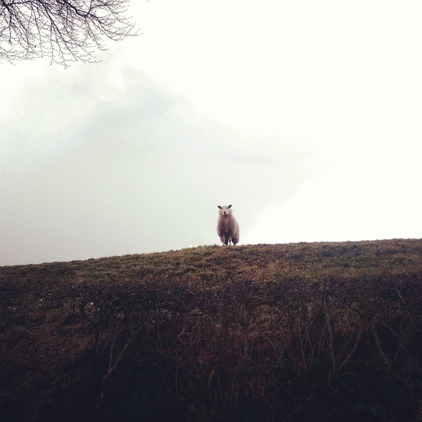 Ominous sheep