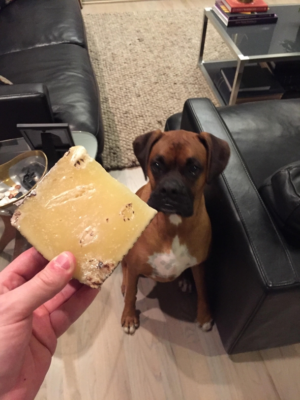 On Friday night a block of cheese went missing from a dinner party we were throwing On Saturday our two year old boxer very stealthily brought this in from the back yard