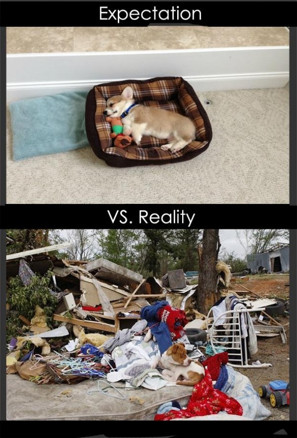 On getting our first puppy