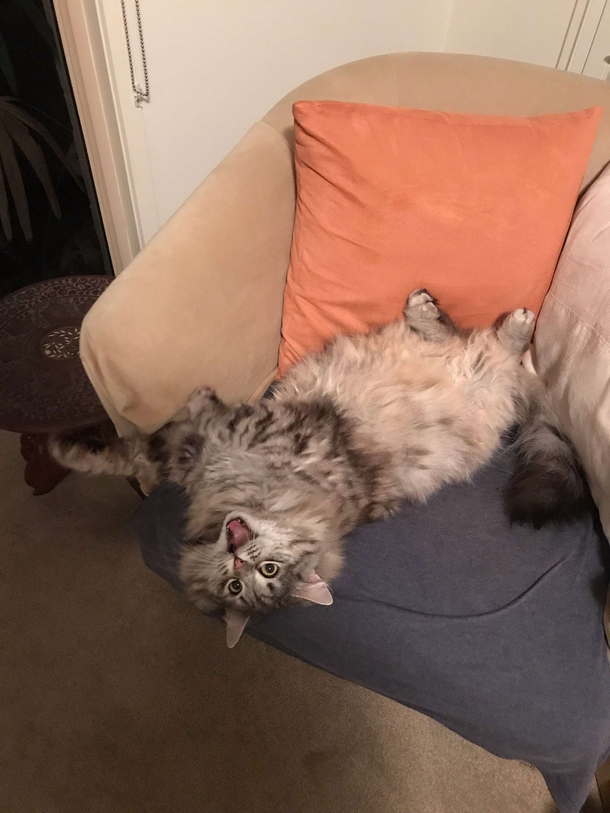 On holiday and have been worrying about my cat back home Looks like she is having a ball