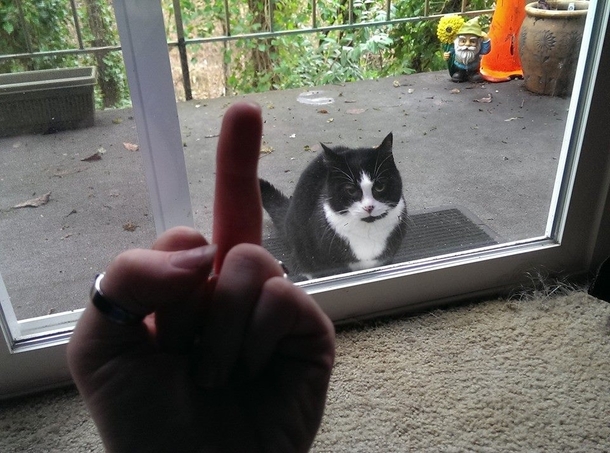 On my facebook feed Kitties who pee on laundry piles get to stay outside