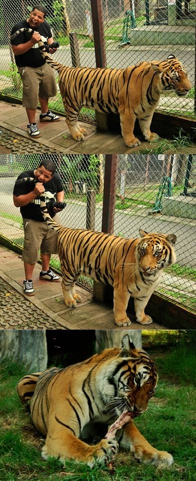 On my recent trip to thailand they let me into the tiger pit