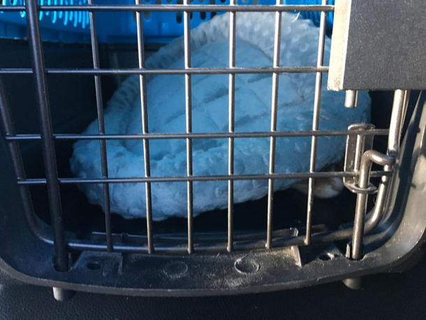 On our way home from the vet