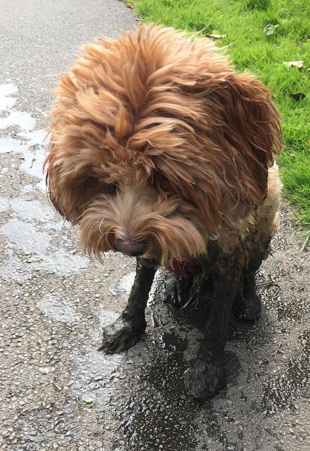 On the walk back from the groomers 