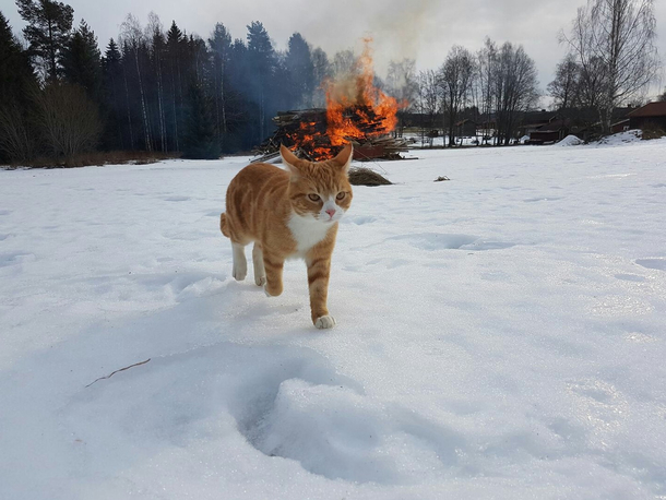 One badass cat 