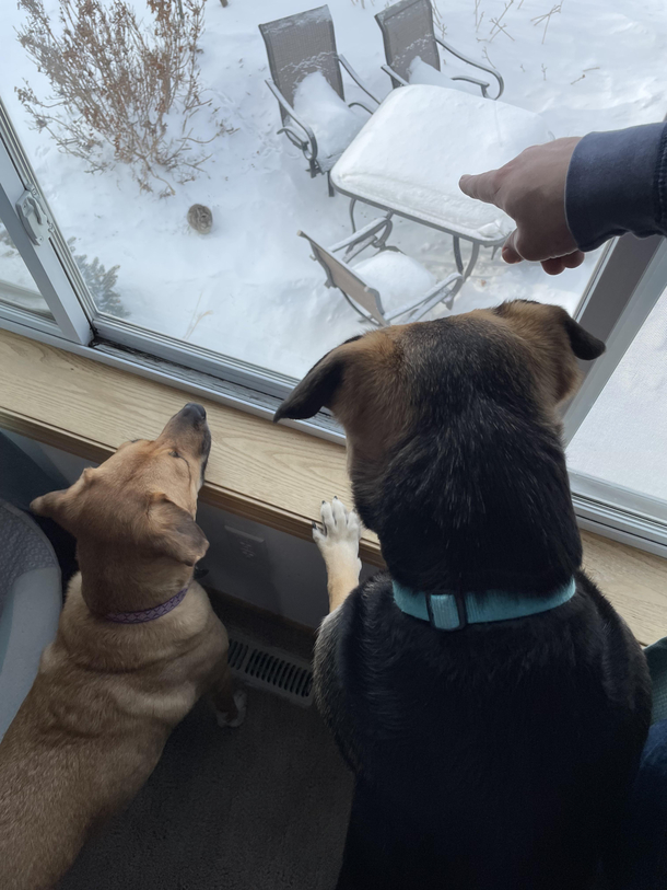 One dog understood what we were trying to show them and one did not