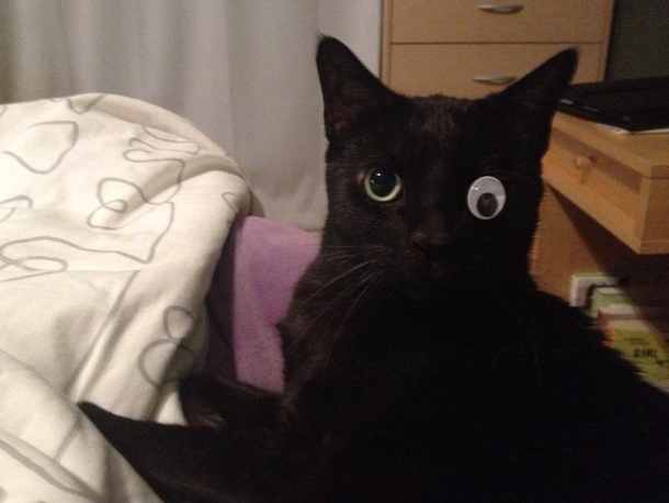 One eyed cat receives transplant from anonymous donor