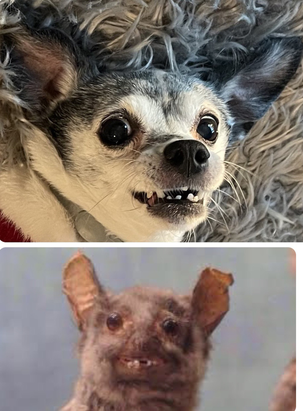 One is a crunchy bat the other is my dog