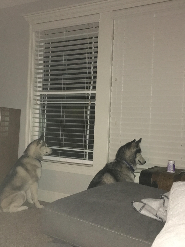 One is smarter than the other