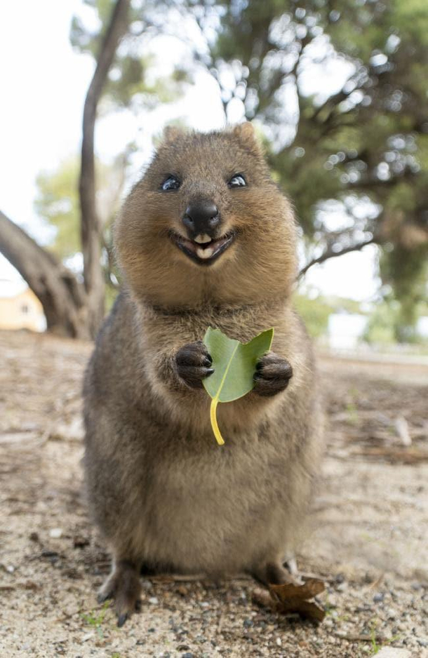 One line of quokka
