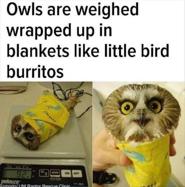 One more burrito I want in my life