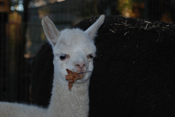 One of my aunts alpacas often carries around a leaf