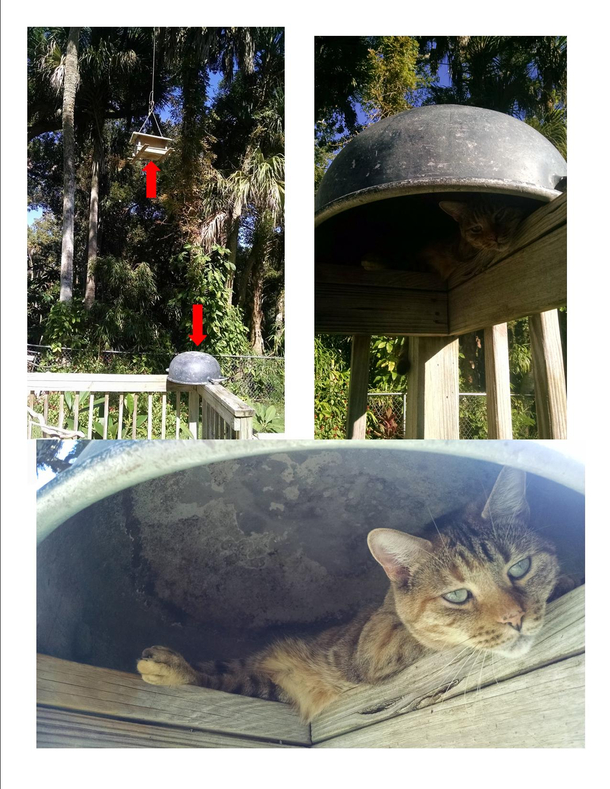 One of my cats in Stealth mode
