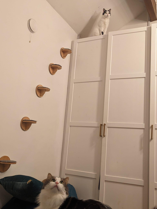 One of my cats is too big to use the cat steps The other likes to hit him and then dash to safety Their faces say it all