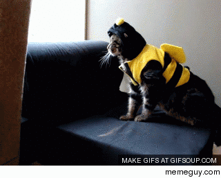 One of my favorite cat gifs
