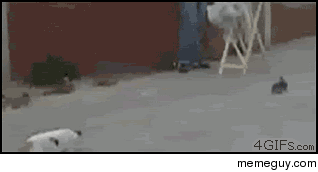 One of my favorite gifs