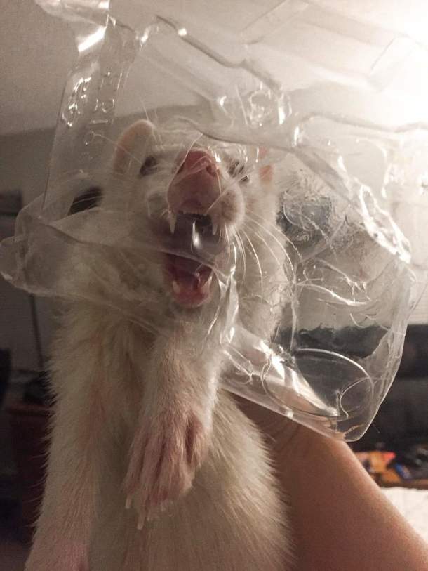One of my ferrets tried to steal some plastic packaging The results are nightmare-inducing