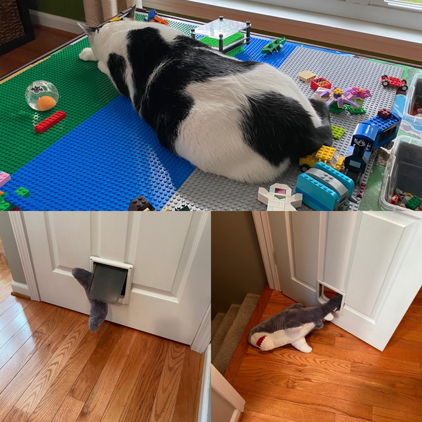 One of our cats likes to sleep on the LEGO table and bring our kids stuffed animals upstairs This was his latest attempt