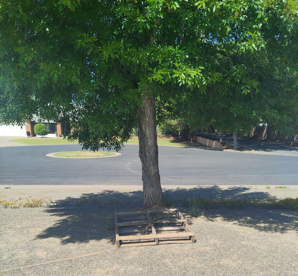 One of our local pallet trees has dropped its fruit