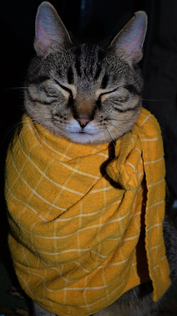 One of the benefits of having cats is that you can ignore stange sounds in the house at night and dont have to worry about ghosts or intruders Roll over and go back to sleep Its prolly the cats