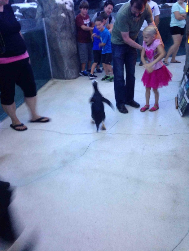 One of the penguins escaped while I was at the zoo