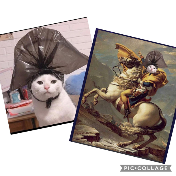 One of the reasons why I love Reddit Meet Meowpoleon