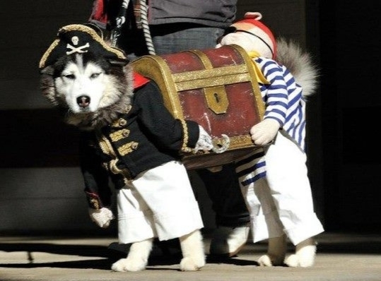 One of the strangest things and most awesome dog costumes made