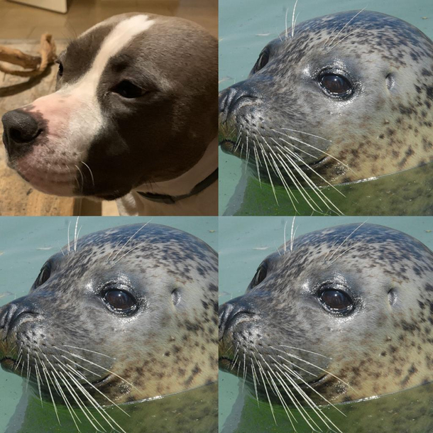 One of them is a landseal