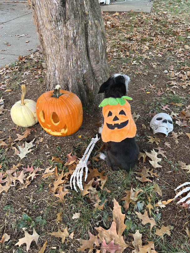 One of these pumpkins looks strange