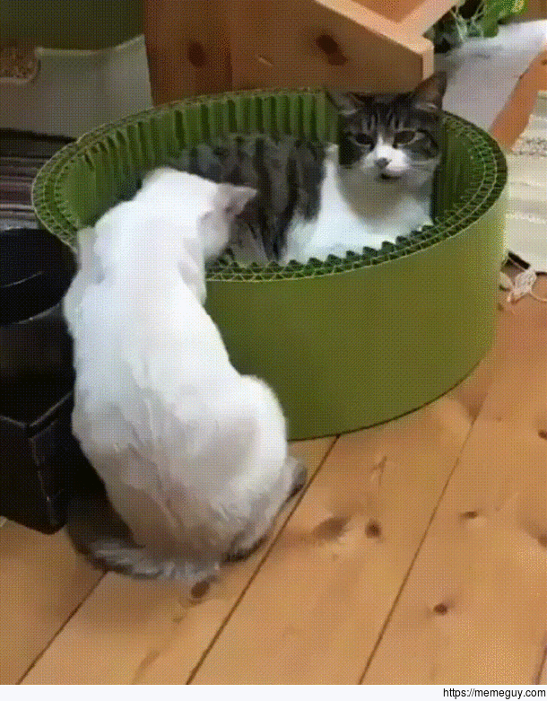 One Punch Cat