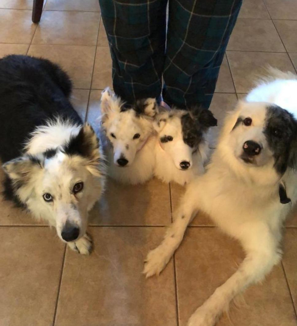 One quick way to get the dogs to behave