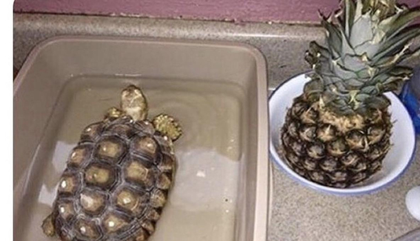 One shouldnt discriminate between Turtles and Pineapples 