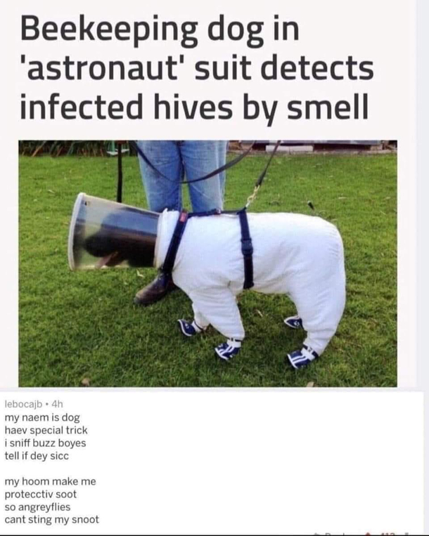 One small step for man four smaller steps for pupper kind